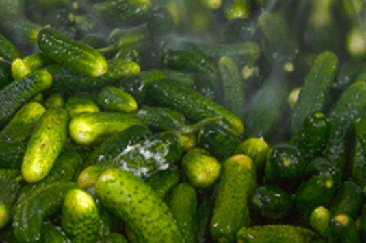 A batch of cucumbers being washed.